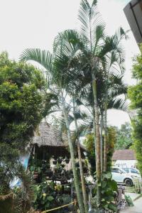 因帕尔Magen的一群棕榈树在一座建筑前