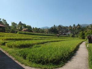 新加拉惹Uma Nirmala Aling-Aling的路边的稻田