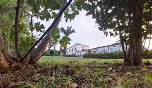 锡拉库扎Resort Villa Isola B&B的一座有建筑物的院子中的一排树木