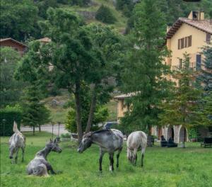 戈索尔Hostal Cal Franciscó的一群动物在草地上放牧