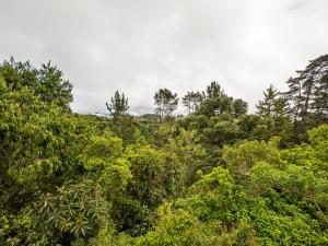 坎波斯杜若尔当圣本笃角落旅馆的享有森林树木和灌木的景色