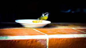 莫雷蒂斯Pousada Bella Morretes的站在一盘食物旁的鸟