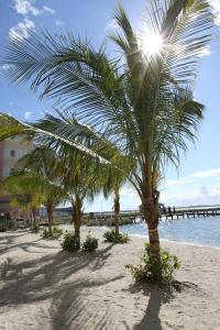 大洋城公主湾海滩酒​​店的沙滩上的棕榈树
