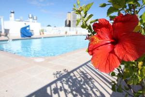 大洋城公主湾海滩酒​​店的游泳池旁的红花
