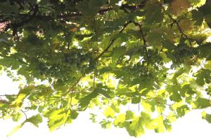 EdemissenAPPartementWESTiNGhaus的挂在树上的一束绿色葡萄
