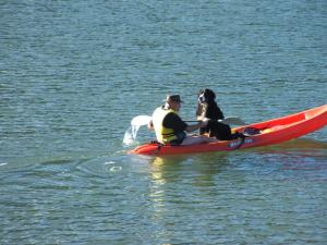 Kenepuru Sounds霍普韦尔山林小屋的水里划皮艇的人和狗