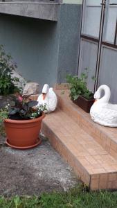 SaborskoIvana的坐在房子台阶上的两个天鹅