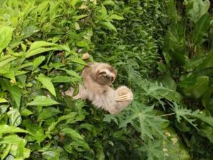 曼努埃尔安东尼奥Pacifico Colonial Condominiums的一只小猴子在灌木丛中爬