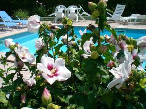 Malemort-sur-Corrèze乐克洛斯德斯森特尔斯住宿加早餐旅馆的游泳池旁的灌木丛,花白色