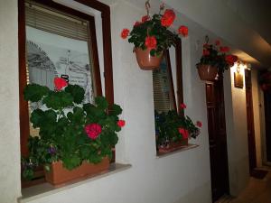 奥赫里德Casa Germanoff的墙上有三个花盆,里面装有鲜花