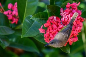 卡伦巴Ash's Holiday Units的一只小鸟栖息在红花上