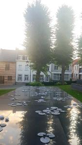 通厄伦Het Begijnhof Tongeren Center的堆满百合花垫的池塘