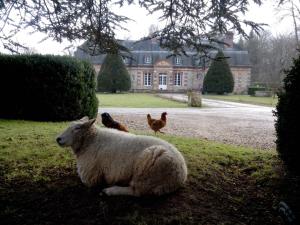 Neufmoutiers-en-BrieChambres d'hôtes La Bourbelle的一只羊躺在草地上,在房子前面养着鸡