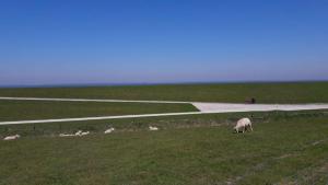 旺格兰Ferienhof Schild FeWo Bullerbü的牧羊在围栏旁边的田地里放牧
