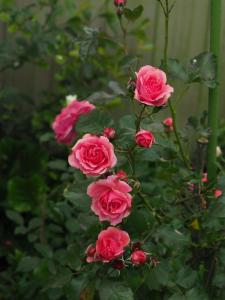 坎布里奇59 Chaucer Apartment的一群在花园里生长的粉红色玫瑰