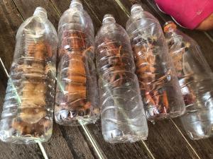 Pulau Mabul 领域潜水员水肺潜水和休闲旅馆的一组塑料瓶装有不同种类的海鲜