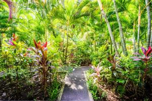 佩母德兰塔曼塞里尼瓦哈纳海滩度假酒店的一条穿过郁郁葱葱的绿色森林的棕榈树小径