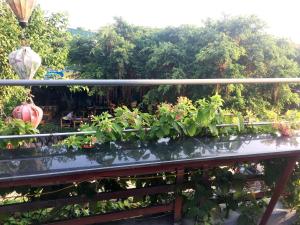 宁平Hoa Luan Hostel的阳台上放着一大堆植物
