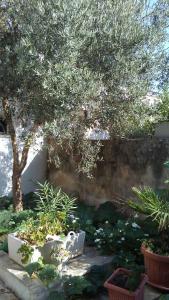 拉卡莱Casa Della Nonna的种有盆栽植物和树的花园