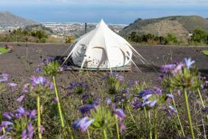特格斯特Free Canari - Los Alamos 8的紫色花朵山顶上的白色帐篷
