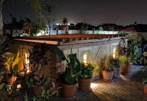 塞拉瑞波斯酒店的一群植物在晚上在庭院里