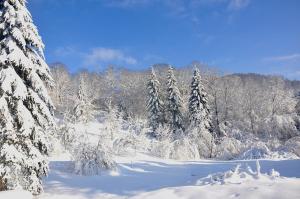 FaucompierreLE REVE DE CHARLES的积雪覆盖的森林,有雪覆盖的树木