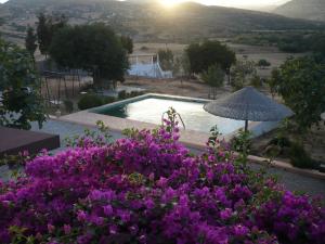 得土安La Casa de las Higueras Dar Karmus Tetouan的鲜花盛开的花园和一个游泳池