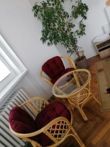 扎泰茨Penzion Flóra的一组椅子和一张桌子,一个植物