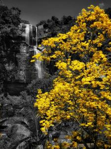 SuaitaSan Gabriel Hotel Boutique的瀑布前的黄色花树