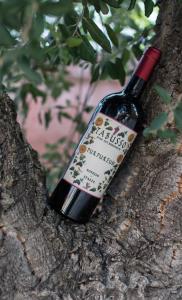 诺韦洛Villa Anselma的一瓶葡萄酒坐在树上