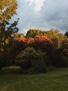 LidgettonLastingham Country Lodge的一群树木在田野里种着秋叶