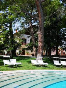 Palo del ColleVilla delle Querce Resort的一群白色椅子环绕着一棵树,在游泳池旁边