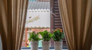 特拉尼B&B Longobardi的三个盆栽植物坐在窗户上,窗帘