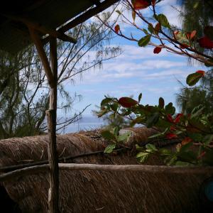 托弗海滩Tree House Cottage, Ocean View的茅草屋和一棵树