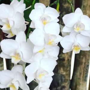 瓜拉派瑞Orquídea Café的树上一团白色的花
