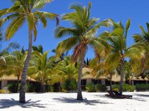 拉罗汤加皇冠海滩度假村和温泉中心的沙滩上的棕榈树