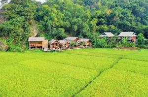 枚州县Little Mai Chau Home Stay的稻田中间的一群房子