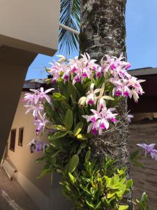 乌巴图巴Recanto Lorenzi - Apartamentos的挂在树上的一束粉红色的花