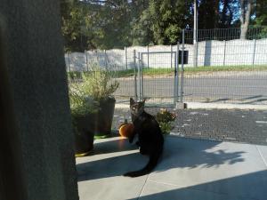 格但斯克Villa Centrum的一只黑猫和南瓜坐在一个水槽里