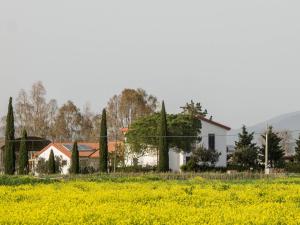 格罗塞托Podere684的白色的房子和一片黄色的花