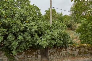 SabarizA Cucada的石墙顶上的苹果树