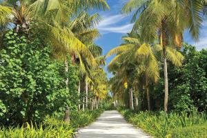 Gaafu Dhaalu Atoll马尔代夫阿雅达度假村的阳光明媚的日子里,一条棕榈树成行的道路