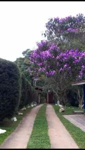 圣罗克Hospedagem Chalé pousada Chácara Cantinho do Mozão的土路上一棵紫色花的树