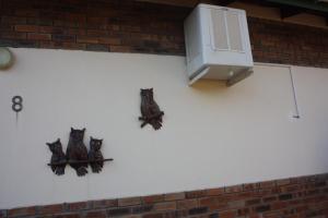 弗朗西斯敦Woodlands Stop Over and Lodge的墙上的一群猫头鹰