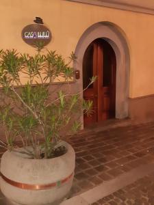 卡坦扎罗Casa LuLù的门前锅里的植物