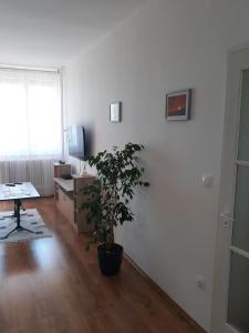 陶波尔曹Sport Apartman Tapolca的客厅铺有木地板,配有盆栽植物