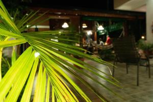 伊瓜苏港Managua Apart Hotel的餐厅里棕榈树的近距离