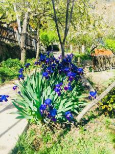 拉洛勒斯Barranco de la Salud的花园里的一束蓝色花