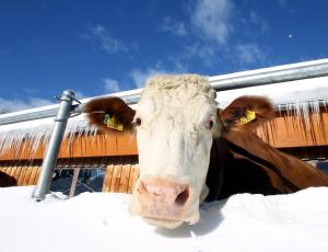 拉姆绍达赫斯坦比奥布兰德霍夫公寓的一只奶牛站在雪中