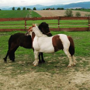 克沃兹科Agroturystyka Nad Łąkami的两匹马站在围栏旁边的田野上